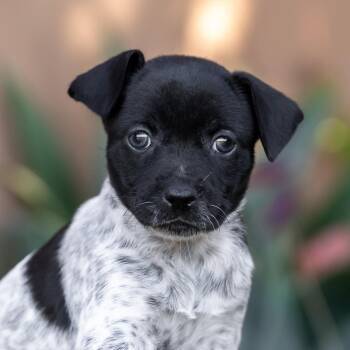Rescue Wirehaired Terrier and Jack Russell Terrier Dogs for Adoption in San Diego, California - Etsy Pup - Artistic | PetCurious