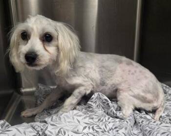 Goose -  Coton De Tulear Dog for Adoption in Malvern, Pennsylvania - Goose | PetCurious