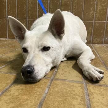 Sugar -  German Shepherd Dog and Mixed Breed Dog for Adoption in San Gabriel, California - Sugar | PetCurious