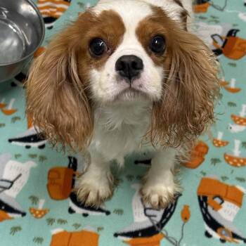 Henderson- Foster Home Needed -  Cavalier King Charles Spaniel Dog for Adoption in Hartland, Wisconsin - Henderson- Foster Home Needed | PetCurious