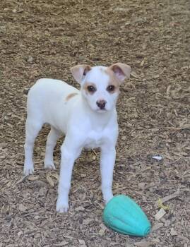 Chihuahua Dogs Available for Adoption - Savannah | PetCurious