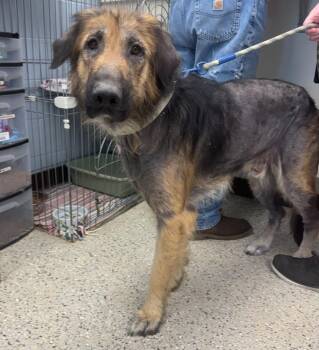 Bear -  German Shepherd Dog and Mixed Breed Dog Available for Adoption in Saint Clairsville, Ohio - Bear | PetCurious