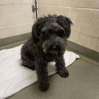 Blackie -  Schnauzer Dog for Adoption in Harrisonburg, Virginia - Blackie | PetCurious