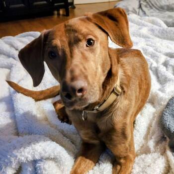 Copper -  Greyhound and Labrador Retriever Dog for Adoption - Copper | PetCurious