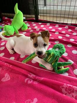 Peanut -  Chihuahua Dog for Adoption in Center Square, Pennsylvania - Peanut | PetCurious