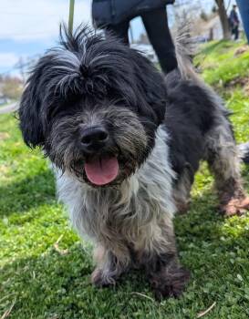 Shih Tzu Dogs Available for Adoption in New Windsor, New York - Luna | PetCurious