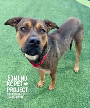 Edmund -  Mixed Breed Dog for Adoption in Kansas City, Missouri - Edmund | PetCurious