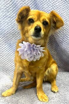 Rescue Spaniel and Chihuahua Dogs for Adoption in Lodi, California - Rosie | PetCurious