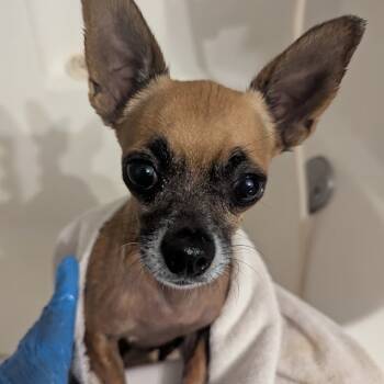 Rescue Chihuahua Dogs for Adoption in Romeoville, Illinois - Pepsi | PetCurious