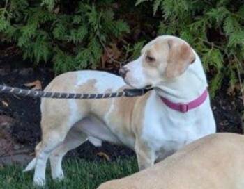 Basset Hound and Mixed Breed Dogs Available for Adoption - Dickerson | PetCurious