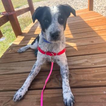 Oreo -  Australian Cattle Dog Blue Heeler and Border Collie Dog for Adoption in Cheyenne, Wyoming - Oreo | PetCurious