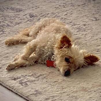 Thumbelina -  Yorkshire Terrier and Poodle Dog for Adoption in Las Vegas, Nevada - Thumbelina | PetCurious