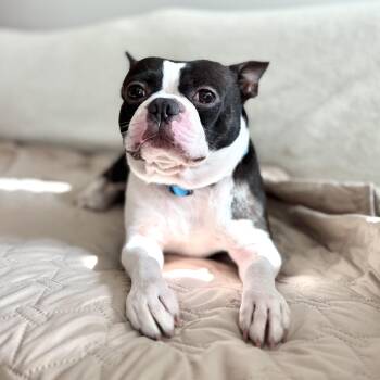 Backstage -  Boston Terrier Dog for Adoption in New York, New York - Backstage | PetCurious