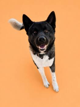 Nikita and Goku -  Akita Dog for Adoption in Hayward, California - Nikita And Goku | PetCurious