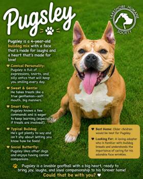 Pugsley -  Bulldog Dog for Adoption in Dunkirk, New York - Pugsley | PetCurious