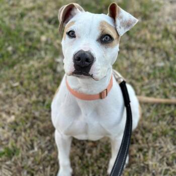 Dovetail -  Terrier and Mixed Breed Dog for Adoption in Austin, Texas - Dovetail | PetCurious