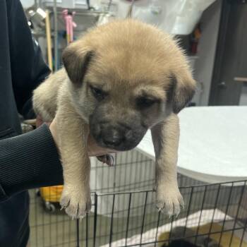 Mixed Breed Dogs Available for Adoption in Bismarck, North Dakota - Corey | PetCurious