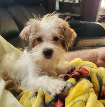 Fig 302 -  Yorkshire Terrier and Chihuahua Dog for Adoption in Twin Lakes, Wisconsin - Fig 302 | PetCurious