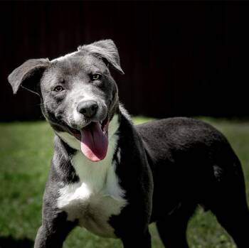 Sapporo -  American Staffordshire Terrier Dog for Adoption in Houston, Texas - Sapporo | PetCurious