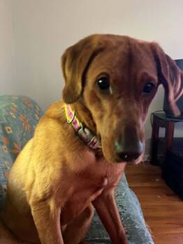 Johnny -  Labrador Retriever Dog for Adoption in Lewisville, Indiana - Johnny | PetCurious