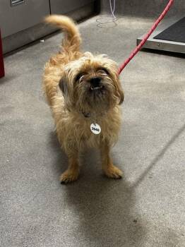 RAE -  Terrier Dog for Adoption - RAE | PetCurious