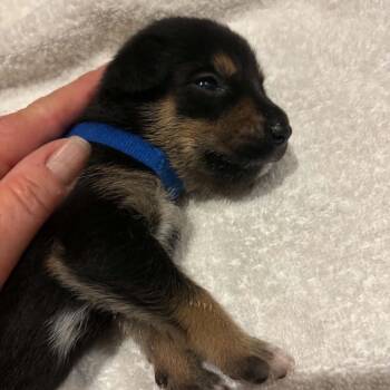 Deputy C627 -  Shepherd Dog for Adoption in Allen, Texas - Deputy C627 | PetCurious