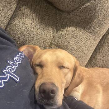 Nala -  Yellow Labrador Retriever Dog for Adoption - Nala | PetCurious
