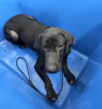 Mixed Breed Dogs Available for Adoption in Dallas, Texas - MARIBEL | PetCurious