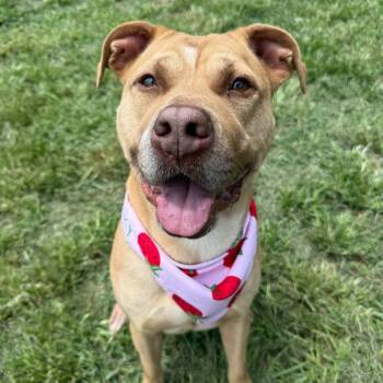 Archie -  Mixed Breed Dog for Adoption - Archie | PetCurious