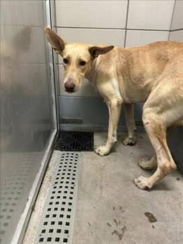 Rescue Labrador Retriever Dogs for Adoption in Houston, Texas - A2043186 | PetCurious