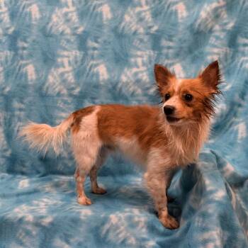Chihuahua and Mixed Breed Dogs Available for Adoption - Beethoven | PetCurious