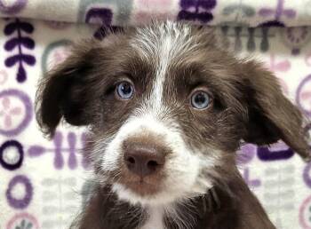Rescue Australian Shepherd Dogs for Adoption in Los Angeles, California - Cosima | PetCurious
