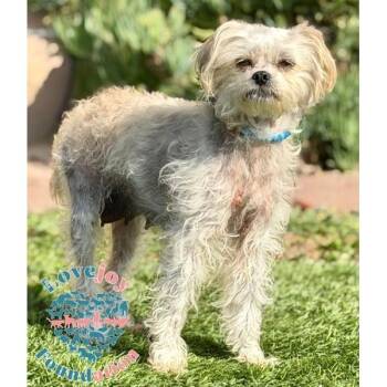 Rescue Terrier Dogs for Adoption in Inglewood, California - Trixie MB | PetCurious