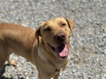 Cushenan / Yeller -  Labrador Retriever and Mixed Breed Dog for Adoption in Broomfield, Colorado - Cushenan / Yeller | PetCurious