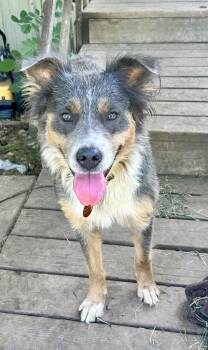 Pearl -  Australian Shepherd Dog for Adoption in Pottsboro, Texas - Pearl | PetCurious