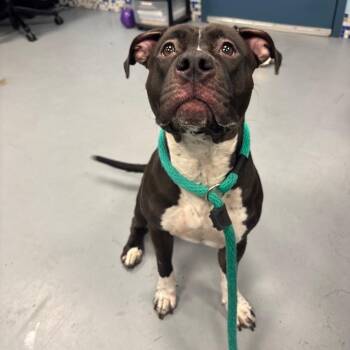 Oreo Blizzard -  Mixed Breed Dog for Adoption in Philadelphia, Pennsylvania - Oreo Blizzard | PetCurious