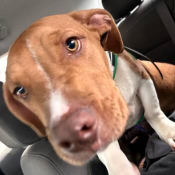 Mixed Breed Dogs Available for Adoption in West Palm Beach, Florida - Diesel | PetCurious