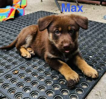 Shepherd Dogs Available for Adoption in Aurora, Illinois - Maxwell | PetCurious