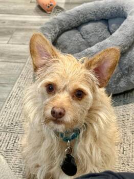 Kemp the perfect lovable scruffy dude -  Cairn Terrier Dog for Adoption in Lockhart, Texas - Kemp The Perfect Lovable Scruffy Dude | PetCurious