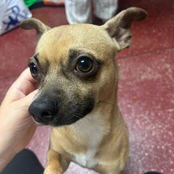 Tadpole -  Chihuahua Dog for Adoption in Fargo, North Dakota - Tadpole | PetCurious