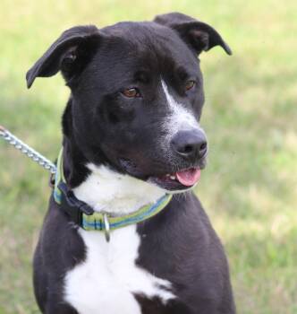 Spaz -  Mixed Breed Dog for Adoption in Ionia, Michigan - Spaz | PetCurious