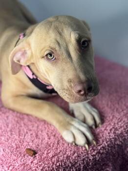 Lucy -  Terrier Dog for Adoption in Meherrin, Virginia - Lucy | PetCurious