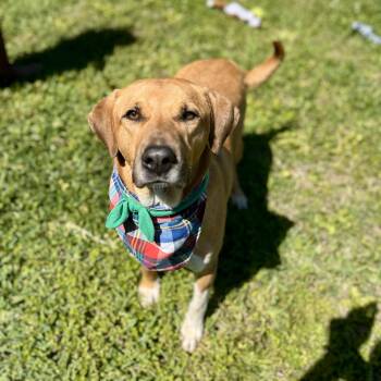 Rescue Labrador Retriever Dogs for Adoption in Angleton, Texas - Buddy Holly | PetCurious