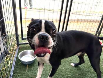 Marcus -  Boston Terrier Dog for Adoption in Canutillo, Texas - Marcus | PetCurious