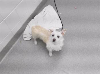 ISOTOPE -  Cairn Terrier and Mixed Breed Dog Available for Adoption in Omaha, Nebraska - ISOTOPE | PetCurious