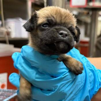 Sully -  Chihuahua and Pug Dog for Adoption in San Antonio, Texas - Sully | PetCurious