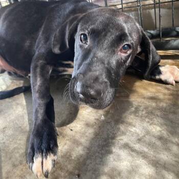 Gatsby -  Mixed Breed Dog for Adoption in Valley, Alabama - Gatsby | PetCurious
