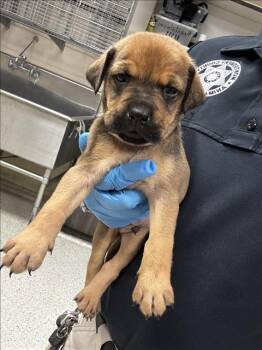 CLOVE -  Pit Bull Terrier and Mixed Breed Dog for Adoption in Conroe, Texas - CLOVE | PetCurious
