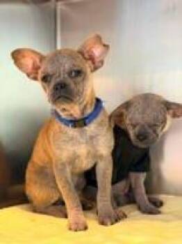 Terrier Dogs Available for Adoption in Newport, Kentucky - Bellona | PetCurious