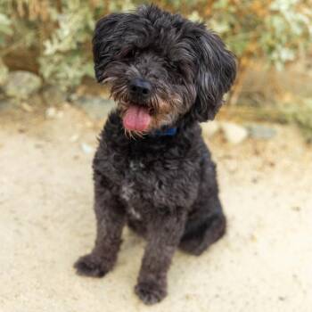 Cookie -  Terrier and None Dog for Adoption in Palm Springs, California - Cookie | PetCurious